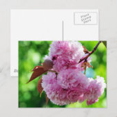 Rosa Blume Gruß Postkarte (Vorne/Hinten)