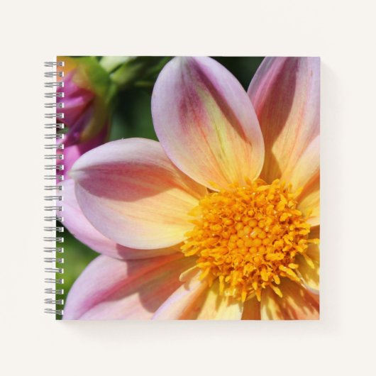 rosa Blume, hellgelbes Zentrum - Makro-Foto Notizblock (Vorderseite)