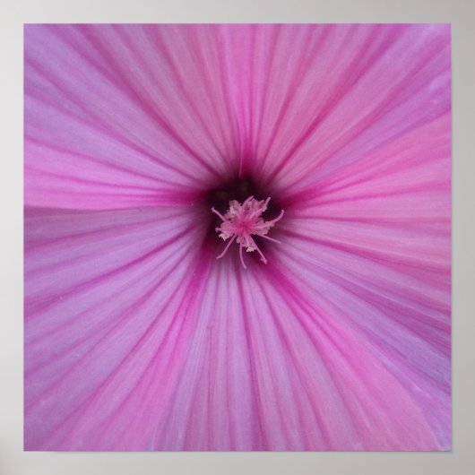 Rosa Blume Herzklopfen Poster (Vorne)