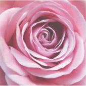 Rosa Blume im blühenden Garten Aufkleber (Vorderseite)