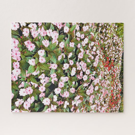Rosa Blume im botanischen Garten NSW Puzzle (Horizontal)