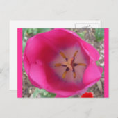 Rosa Blume im Garten Postkarte (Vorne/Hinten)