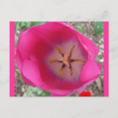 Rosa Blume im Garten Postkarte (Vorderseite)