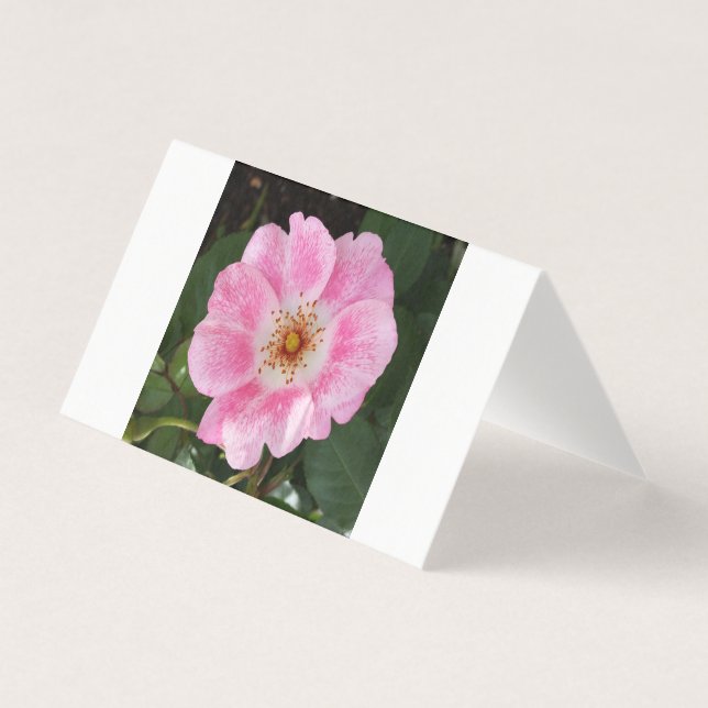 Rosa Blume im Schatten (Vorderseite)