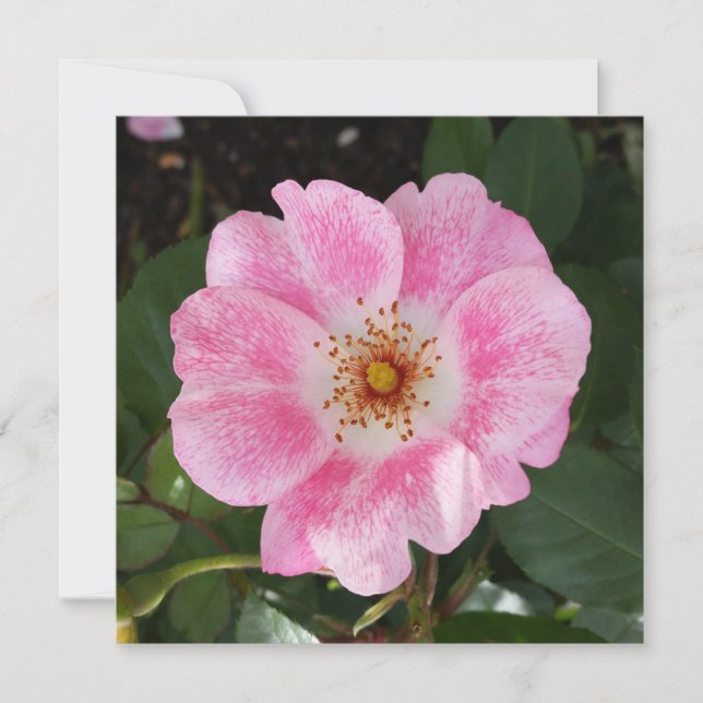 Rosa Blume im Schatten (Vorderseite)