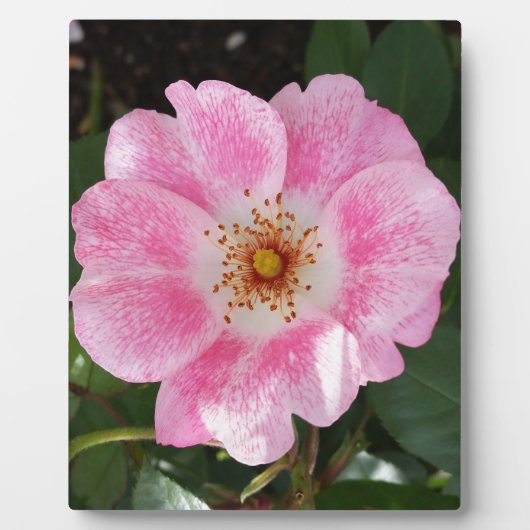 Rosa Blume im Schatten Fotoplatte (Vorderseite)