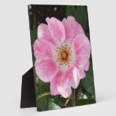 Rosa Blume im Schatten Fotoplatte (Seite)