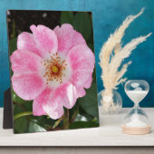 Rosa Blume im Schatten Fotoplatte (Seite)