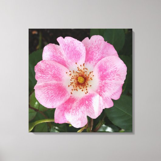 Rosa Blume im Schatten Leinwanddruck (Vorderseite)