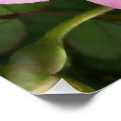 Rosa Blume im Schatten Poster (Ecke)