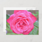 Rosa Blume im Sonnenschein Postkarte (Vorne/Hinten)