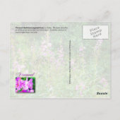 Rosa Blume in Alaska Postkarte (Rückseite)