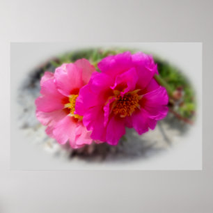 Rosa Blume in der Sonne Poster
