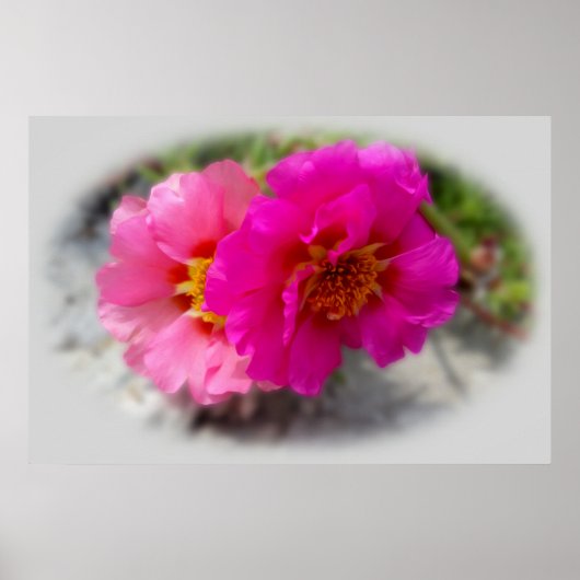 Rosa Blume in der Sonne Poster (Vorne)