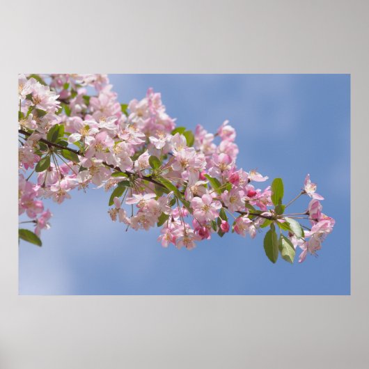 Rosa Blume in Obstgarten Poster (Vorne)