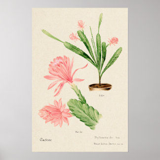 Rosa Blume Kakteen Botanische Kunst Poster