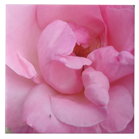 Rosa Blume Keramik Fliese (Vorderseite)
