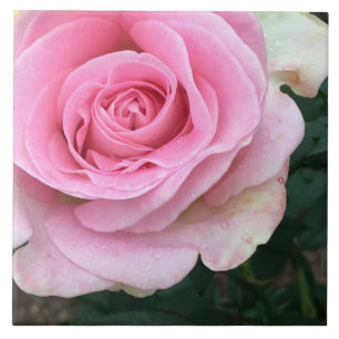 Rosa Blume Keramik Tile Fliese
