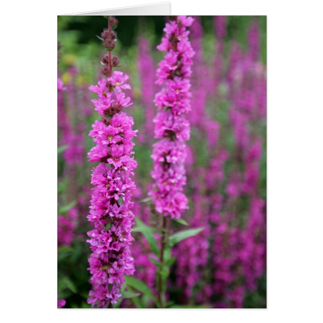 Rosa Blume, leere Karte (Vorne)