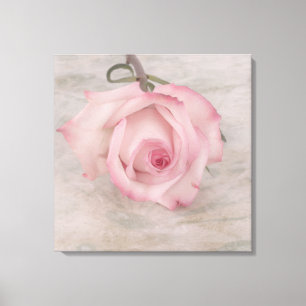 Rosa-Blume Leinwanddruck
