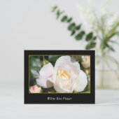 Rosa Blume, Liebe und Romantik Postkarte (Stehend Vorderseite)