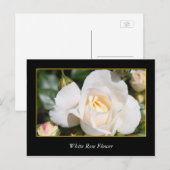 Rosa Blume, Liebe und Romantik Postkarte (Vorne/Hinten)