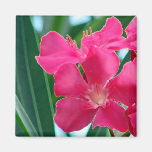 Rosa Blume Magnet