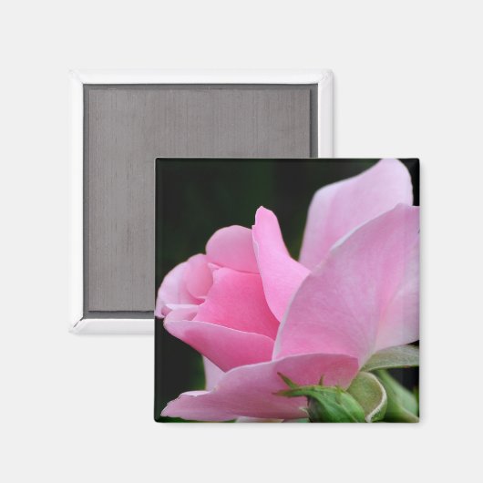 Rosa Blume Magnet (Vorderseite/Rückseite)