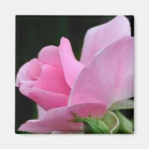 Rosa Blume Magnet