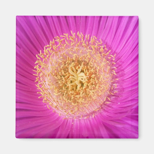 Rosa Blume Magnet (Vorne)