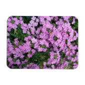rosa Blume Magnet (Horizontal)