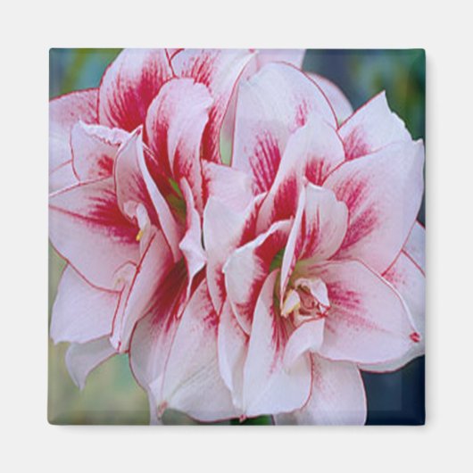 Rosa Blume Magnet (Vorne)
