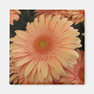 Rosa Blume Magnet