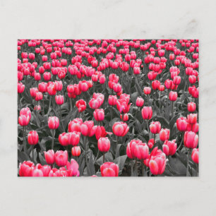 Rosa Blume Minimalistisch Selektive Farbe Foto Kun Postkarte
