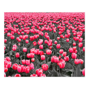 Rosa Blume Minimalistisch Selektive Farbe Fotodruck