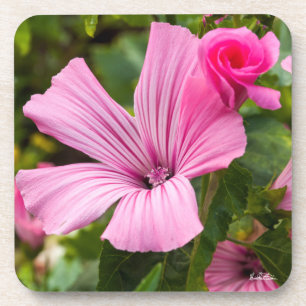 rosa Blume mit dem Tau des Morgens Getränkeuntersetzer