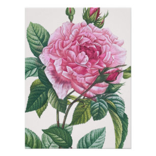 Rosa Blume mit grünen Blätter Poster