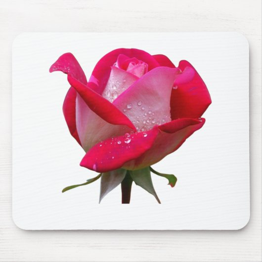 Rosa Blume mit Wassertropfen Vintag Mousepad (Vorne)