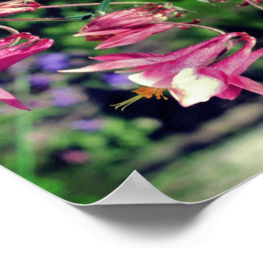 Rosa Blume Nah Abstrakt Poster (Ecke)