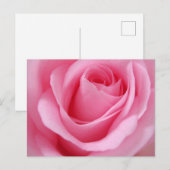 Rosa Blume nah Postkarte (Vorne/Hinten)