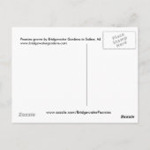 Rosa Blume/Peony-Anordnung in Vase Postkarte (Rückseite)