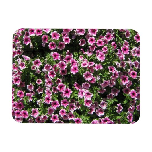 Rosa Blume Phlox Gartenbedeckung Magnet (Horizontal)