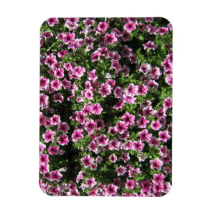 Rosa Blume Phlox Gartenbedeckung Magnet