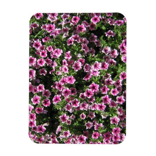 Rosa Blume Phlox Gartenbedeckung Magnet (Vertikal)