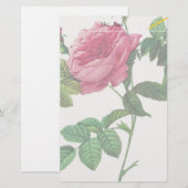Rosa Blume, Pierre Joseph Redouté Briefpapier (Vorne/Hinten)
