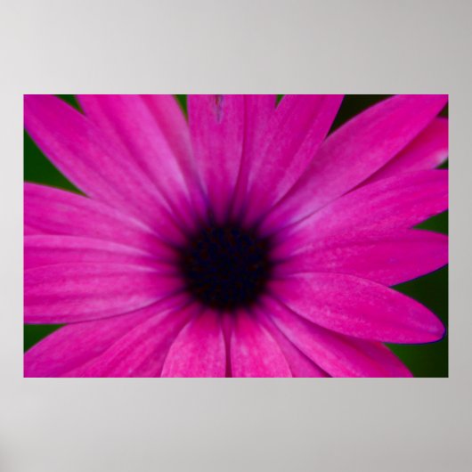 rosa Blume Poster (Vorne)