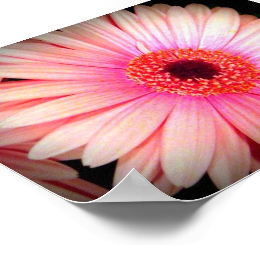 Rosa Blume Poster (Ecke)