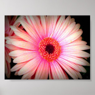 Rosa Blume Poster