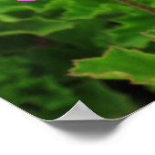 Rosa Blume Poster (Ecke)