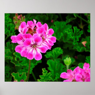 Rosa Blume Poster